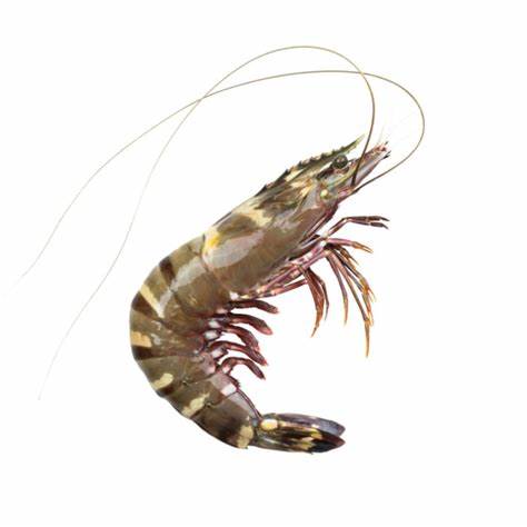 Black Tiger Prawn with Head
