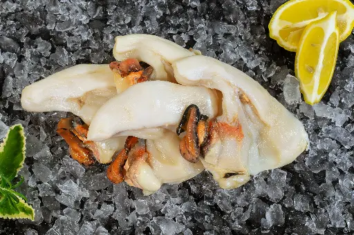 [WH2-FZ-FCO-8] Conch Honduras